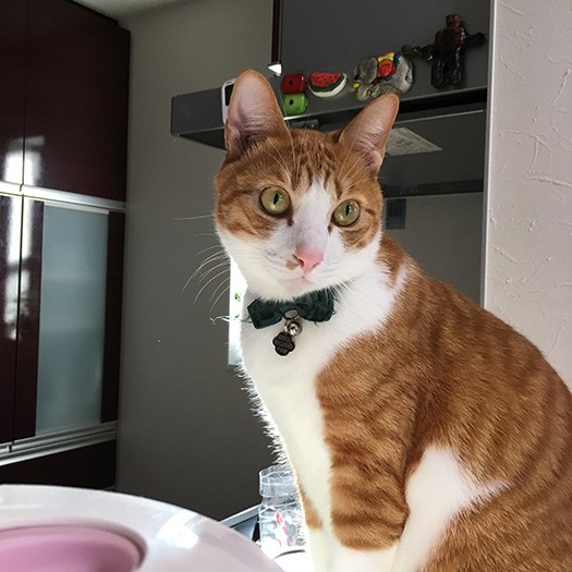 おとなになった幸村(元タケノコ)