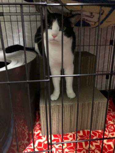 ハルのため、トイレ前に爪研ぎ型階段を置いている。トイレは縦型を好み、「よいしょ」と出てくる。手足の力が強く、階段なしでも大丈夫なのだとか(M男さん提供)