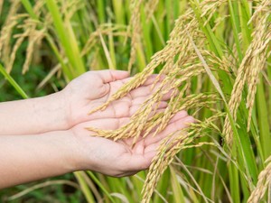 農地でよくある相続トラブル 4つのパターンと対処方法を司法書士解説