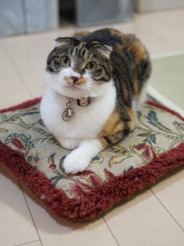 クッションの上でおすまし