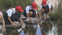 絶滅危惧ⅠA類アユモドキの稚魚を小学生が試験放流「どんどん元気に成長して」 岡山市
