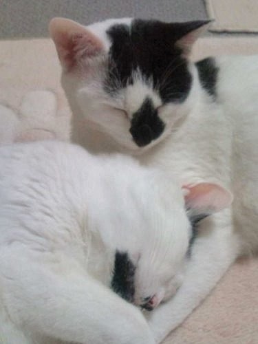 子猫のころ ゆうさんは預けたお宅に毎日ご飯を届けにいった