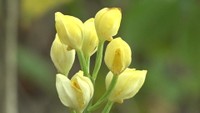 淡い黄色の「キンラン」や優美な「エビネ」など 小豆島で希少な山野草がひっそりと花を咲かせる 香川