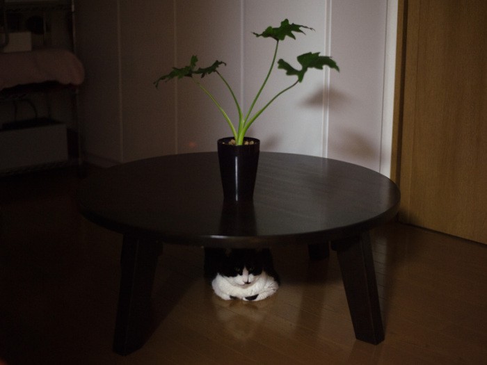 「おじちゃん、いつも浮かれてないでさ、たまには独りで深くもぐって考えないと」(小林写函撮影)