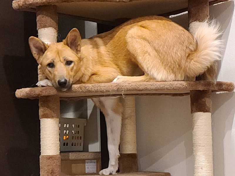 コロナ禍、保健所のホームページで見た犬を迎えたそう。はなちゃん、器用にどこに乗っているのかしら?笑