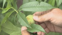 果物にも被害 「カメムシ」大量発生で岡山・香川全域に注意報 住宅での対策は?