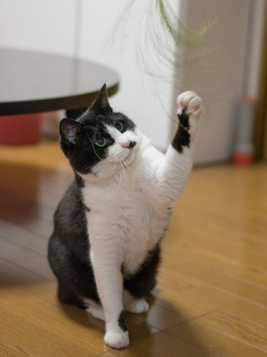 「壊れたほうきの先じゃなくて、フラワーアレンジメントの花材だって?」(小林写函撮影)