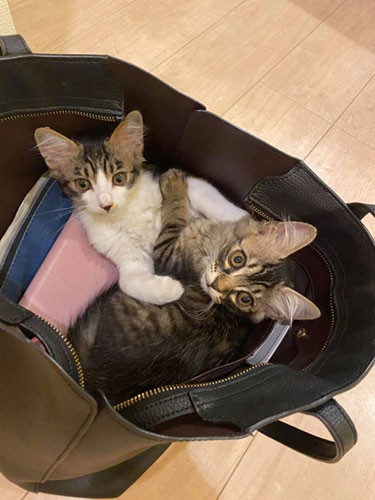 仕事のカバンにすっぽりと(飼い主様提供)