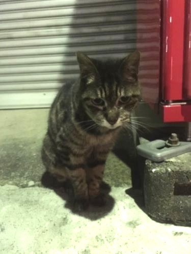 町の自販機の脇にぽつんと佇んでいた