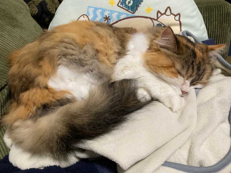 賢いメス猫のニャンニャン。道路にいて色んな人にすり寄っていたが、誰の猫でもないとわかり一時保護した。「迷子届けも出ていなかったため、そのままうちの子になりました」(小松さん提供)