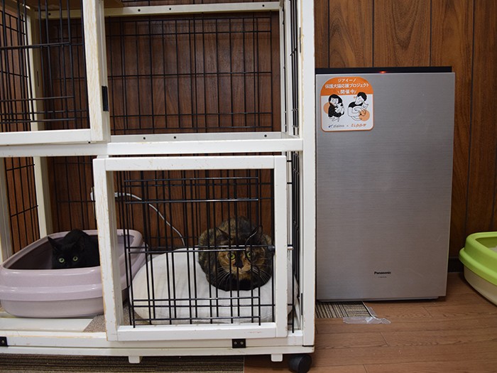 保護猫カフェの一角には、パナソニックから寄贈された次亜塩素酸 空間除湿脱臭機「ジアイーノ」が置かれていた