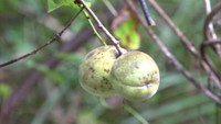 野生のモモを保護しながらどう活用? 「野生桃研究会」が生育環境などを調査 岡山・新見市