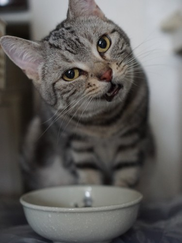 ごはんをぱくぱく