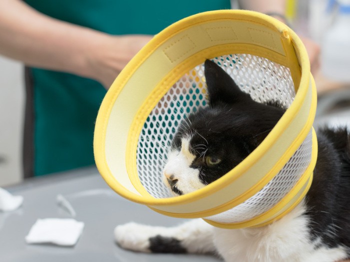 「バスケットのゴールじゃないから、ボールを投げ込まないように」(小林写函撮影)