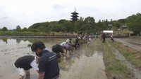 総社市に伝わる古代米「赤米」 相川七瀬さんと子供たちが田植え 岡山