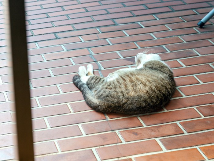 庭はスンスンのものだった