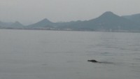 香川・女木島沖で“海を泳ぐイノシシ”撮影 9・10月のイノシシ出没件数は去年の2倍以上