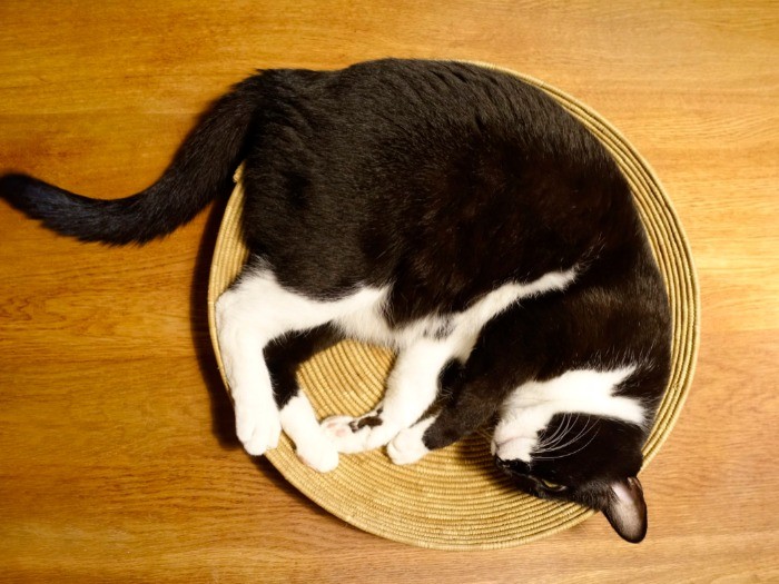 サイズがぴったり