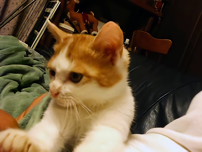 わんぱくで叱られてばかりのころ。それでもめげずに腕に抱き着いてきます