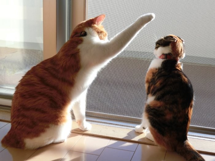 「ぽんちゃん、すっぽんぽん?」