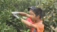 【特集】不登校児童を支える離島留学 東京の兄弟が親元離れ小豆島のフリースクールに 香川