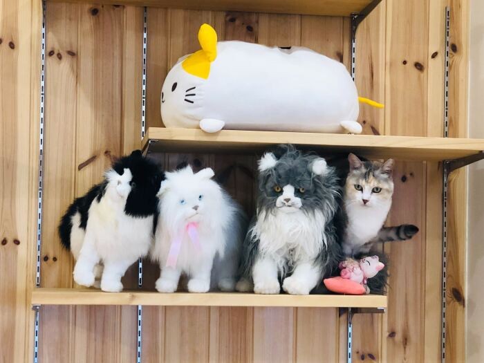 どこにいるかな? オフィスには猫が逃げ込める別室もあり、環境管理も万全。週末はペットシッターが来てくれる。