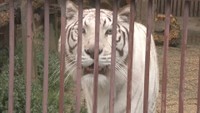 池田動物園でホワイトタイガーサンの誕生祭 餌やり体験も 岡山市