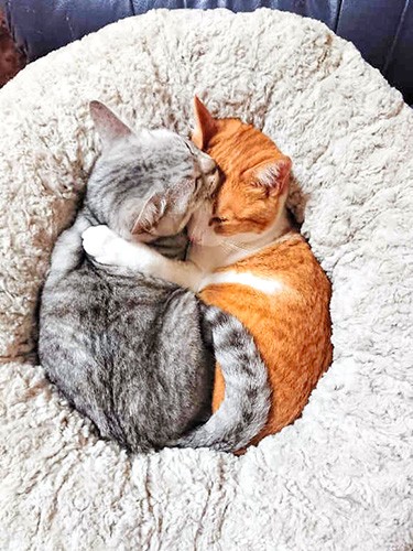 入選した「ギュ!」=おおいた動物愛護センター提供