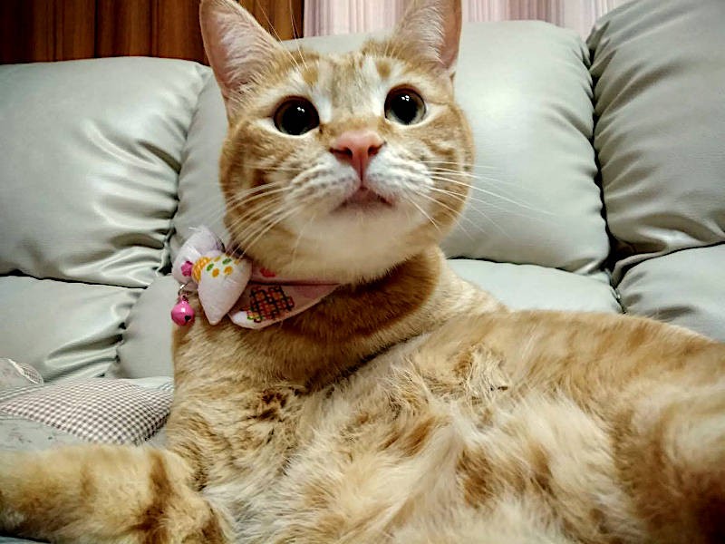 おめめぱっちり。きれいな茶トラ猫に成長しました