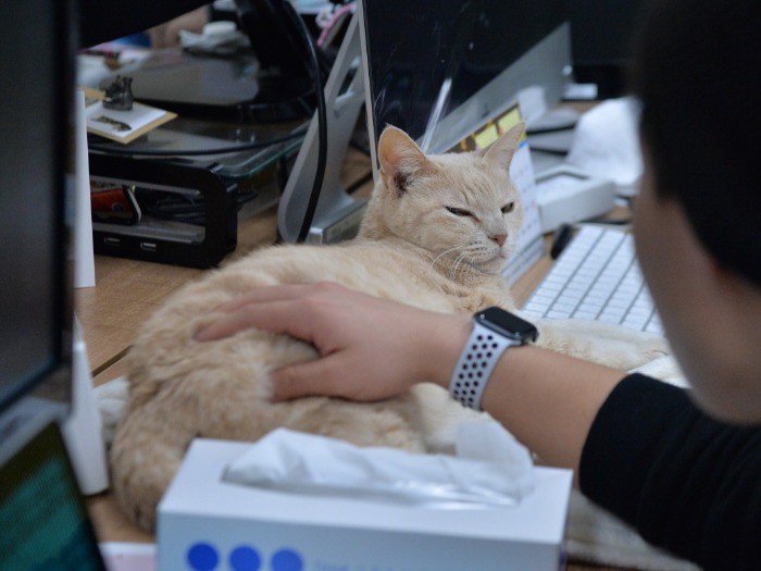 こちらで撫でられて…