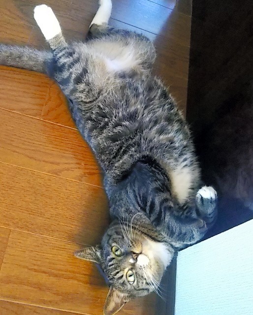 ネコは腎臓病にかかることが多く、克服は愛好家の願いとなっている