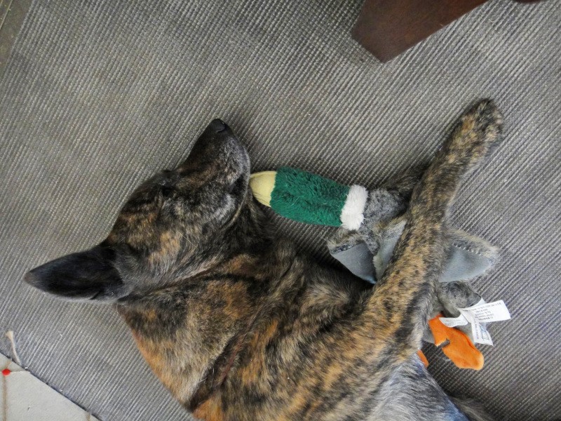 引っ越し後の部屋の床にはサンゲツのノンスキッドを敷いた