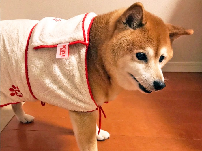 愛犬のためにも備えましょう