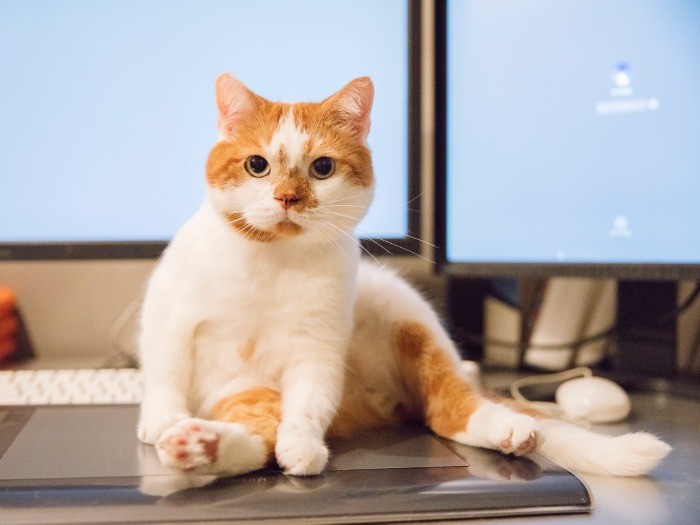 井上さんの机の上に鎮座