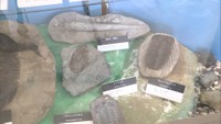 約3億年間、太古の海で繁栄した「三葉虫」化石など約40点を展示 岡山市・アスエコ