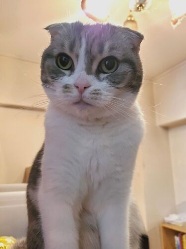 母のことが大好きなちび