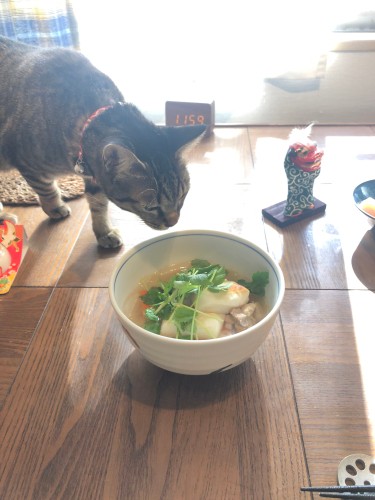 2021年 お正月の朝。お雑煮を作ったら早速様子見「気になるにゃ」(Shingo Suzukiさん提供)