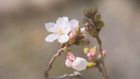 高松市で桜開花 去年より2日、平年より5日早く