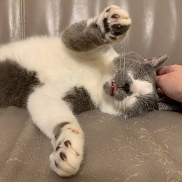 耕されたソファでくつろぐくまお