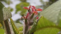 秋に熟す実は二ホンリスなど野生動物の貴重な食料に オニグルミの花の季節 岡山・吉備中央町