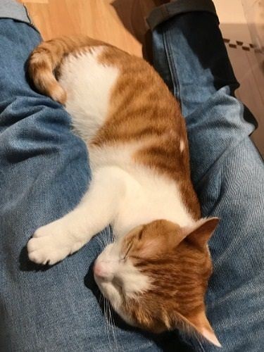 寛子ねえさんの足の間でくつろぐみたらし (提供写真)