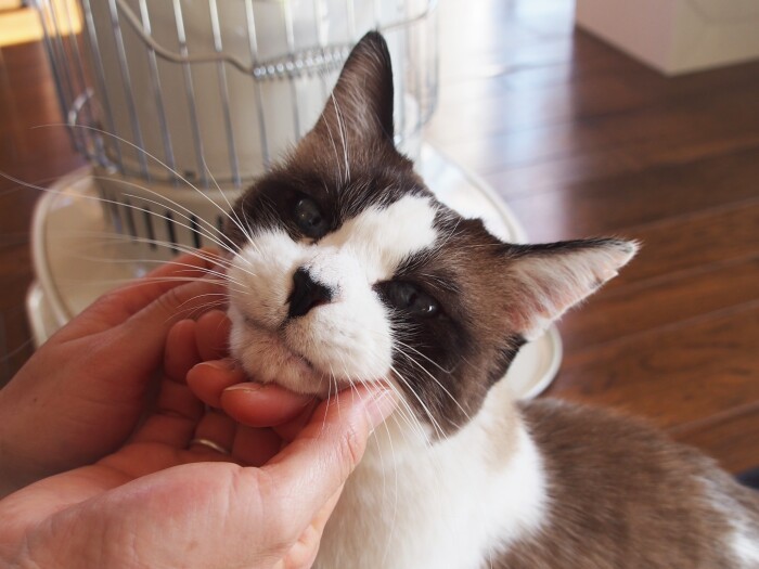 ときに子猫のような表情に