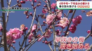 宮城県は4月中旬から下旬並みの暖かさ 仙台・若林区では早咲きの梅が咲き始める
