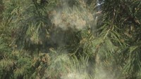 今年は去年の3倍近いスギ花粉が飛ぶ!? 花粉症「完治する?」「なぜなるの?」専門家に聞いてみた【みんなのハテナ】