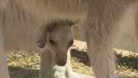 カンガルーの赤ちゃん誕生 袋からかわいらしい顔が“ひょっこり” 岡山・赤磐市
