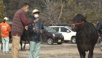 千屋牛の調教技術を継承 高校生や若手農家ら約70人が講習 岡山・新見市