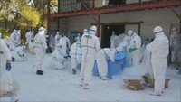 鳥インフルエンザ 防疫措置を完了 香川・三豊市