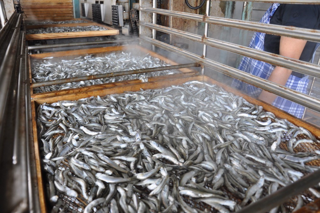 新たに注目されているのは丸ごと食べる「釜揚げイリコ」 香川・伊吹島にイリコ漁のシーズン到来!