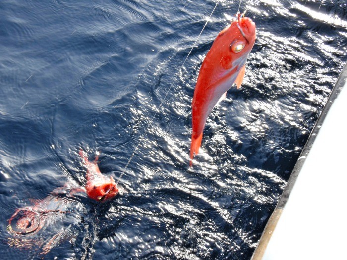 海中から次々と釣り上げられるキンメダイ=2018年11月30日午前9時14分、高知県室戸市の室戸岬沖、笠原雅俊撮影