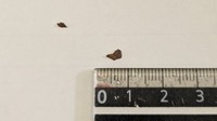 給食の「ごはん」に金属片が混入 香川・三木町の中学校